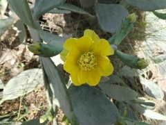 Opuntia anahuacensis