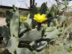 Opuntia anahuacensis