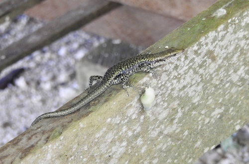 Emoia atrocostata observed 2024-05-03