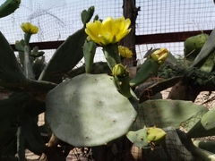 Opuntia anahuacensis