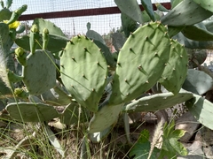 Opuntia anahuacensis