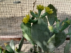 Opuntia anahuacensis