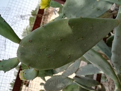 Opuntia anahuacensis