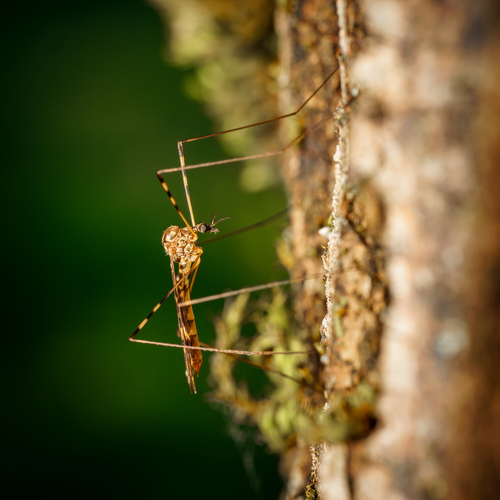Sixspot Cranefly