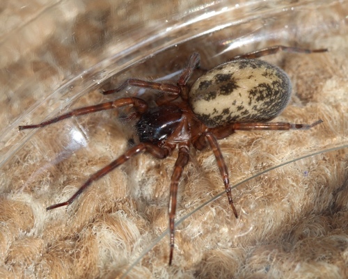 Lace-Weaver Spider