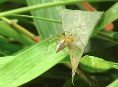 Oxyopes sertatus