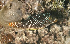 Canthigaster solandri