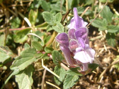 Scutellaria alpina