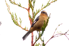 Conirostrum cinereum