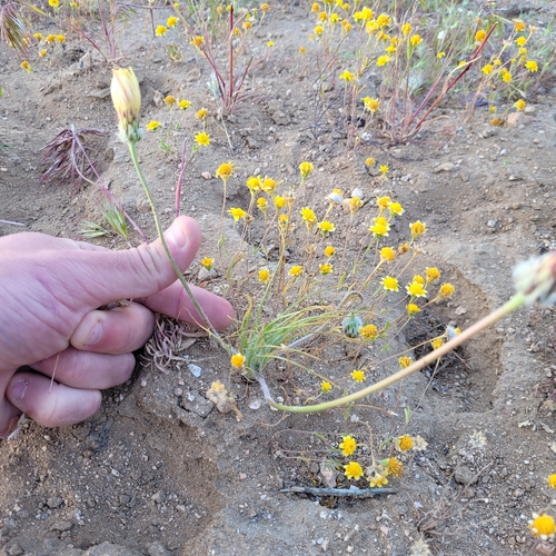 Image of Malacothrix californica by (c) Konshau Duman, some rights reserved (CC BY)
