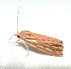 Meyrickella torquesauria