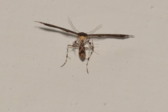 Michaelophorus indentatus