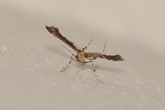 Michaelophorus indentatus