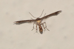 Michaelophorus indentatus