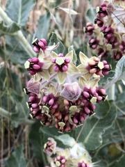 Asclepias californica californica