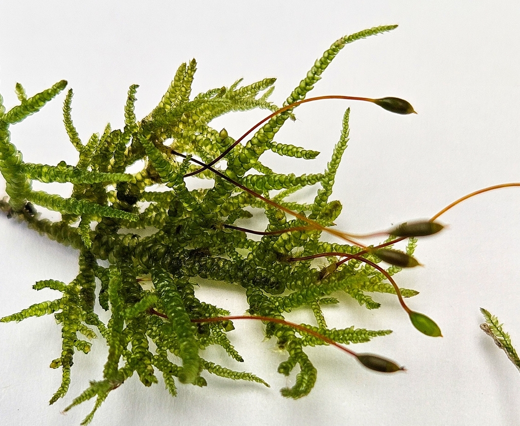 Feather Mound-moss