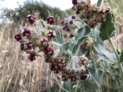 Asclepias californica californica