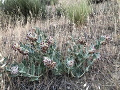 Asclepias californica californica