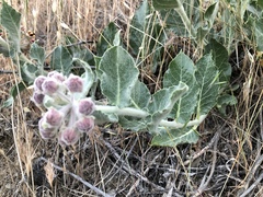 Asclepias californica californica