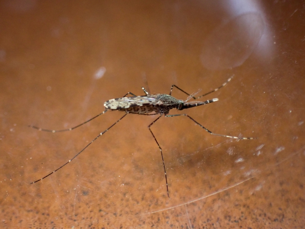 Summer Malaria Mosquito