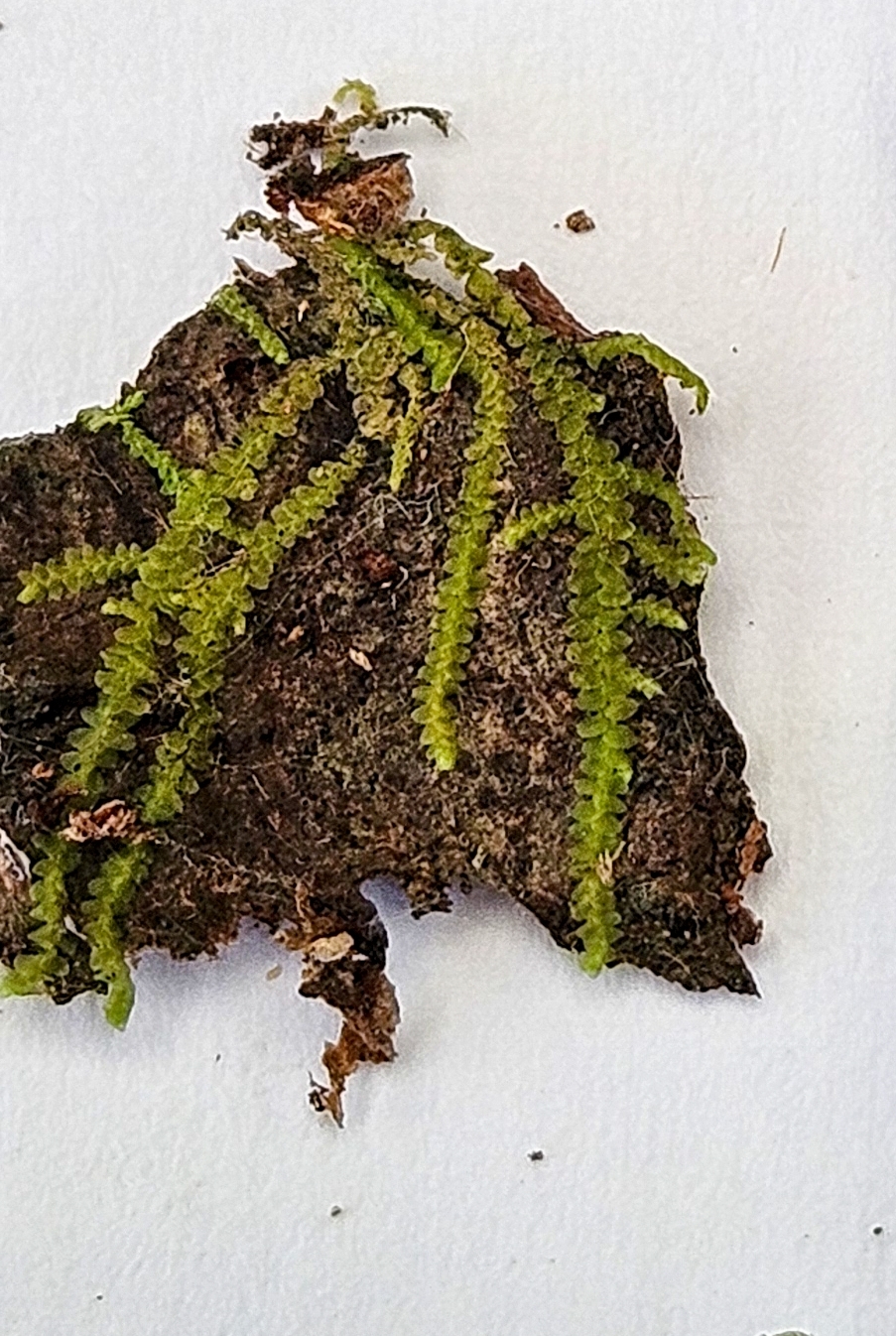 Lejeunea drummondii