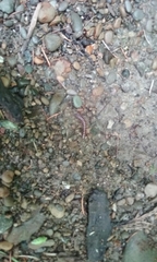 Kepolydesmus anderisus