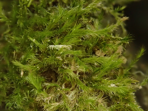 Image of Orthothecium intricatum by (c) Christian Berg, some rights reserved (CC BY)