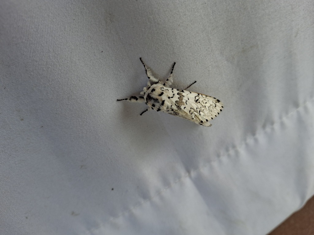 Kamalia subrosea