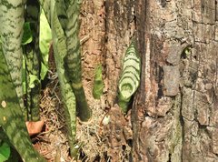 Sansevieria trifasciata