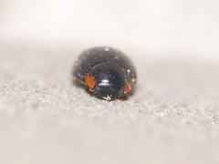 Hyperaspis campestris