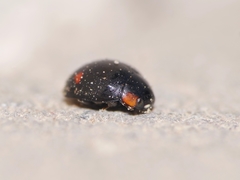 Hyperaspis campestris