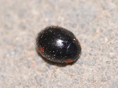 Hyperaspis campestris