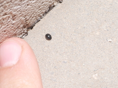 Hyperaspis campestris