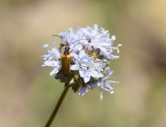 Cortodera