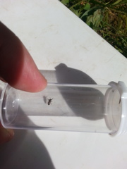 Phlegyas abbreviatus