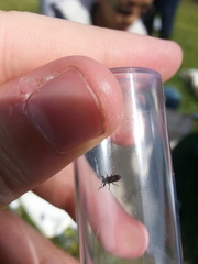 Phlegyas abbreviatus