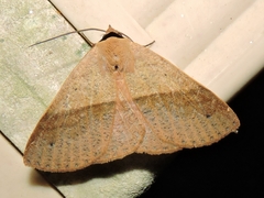 Ophyx ochroptera