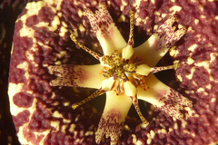 Orbea variegata