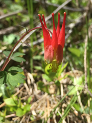 Aquilegia elegantula