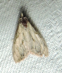 Nola pleurochorda