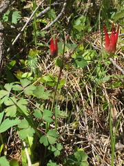 Aquilegia elegantula