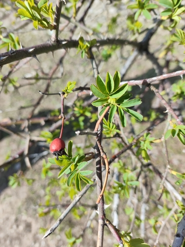 Image of Rosa transmorrisonensis by (c) ffrl, some rights reserved (CC BY)