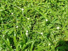 Cyperus mindorensis