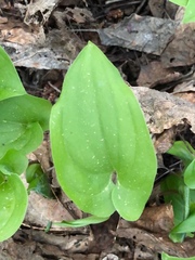 Maianthemum bifolium
