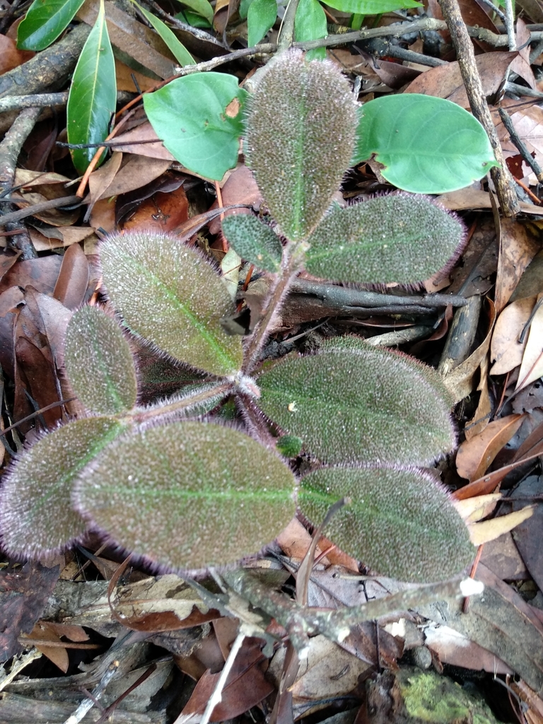 Ardisia mamillata