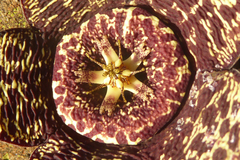 Orbea variegata