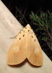 Asota iodamia