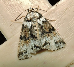 Lophosigna catasticta