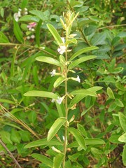 Helicteres angustifolia