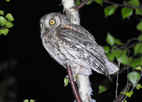 Petit-duc scops